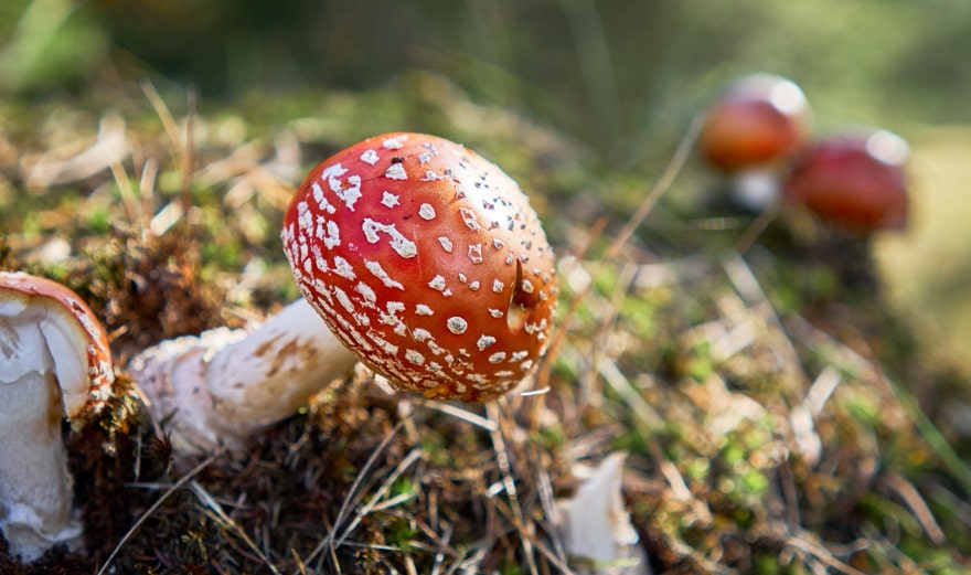 Referenzbild von Maximilian Auer